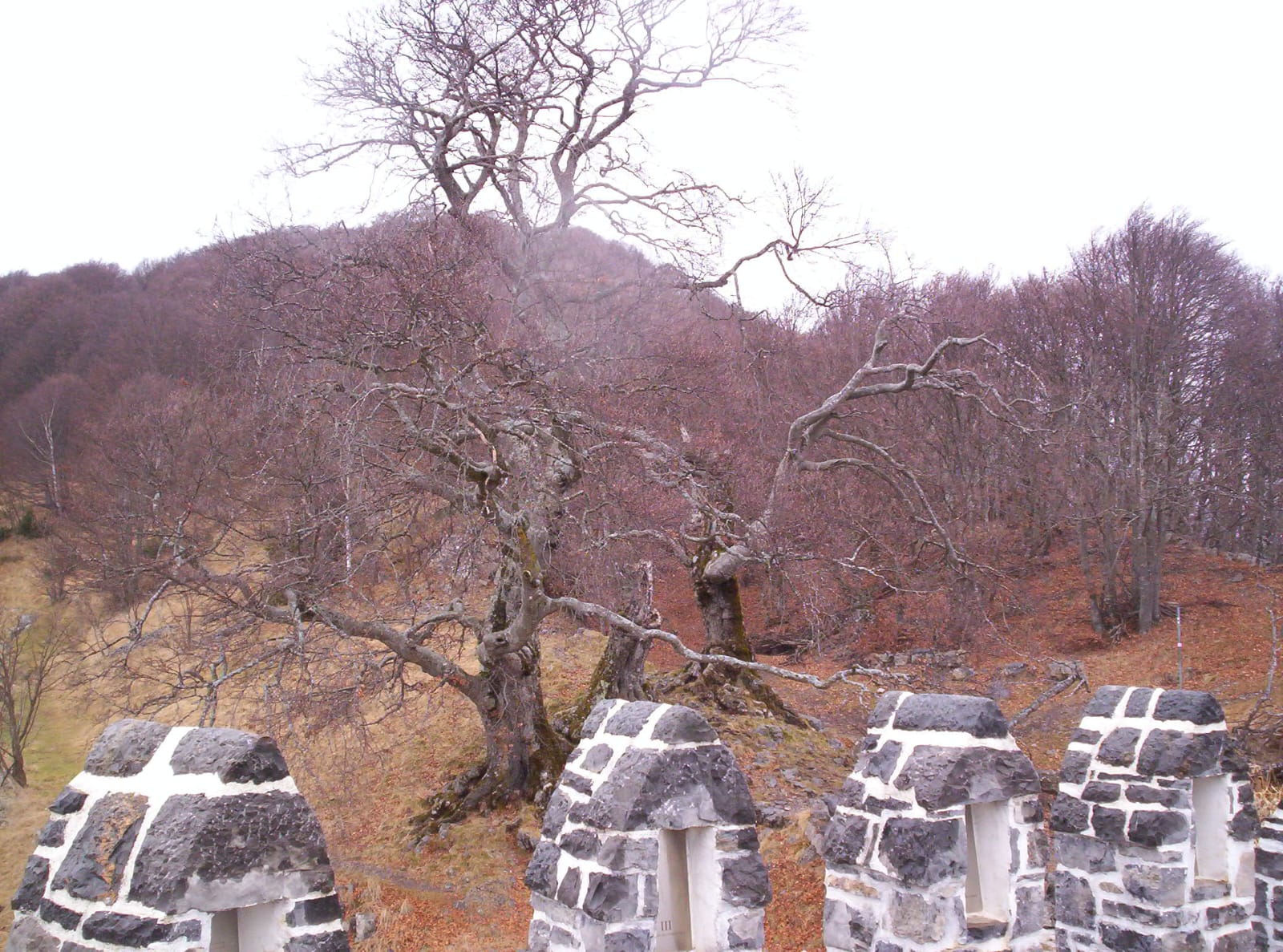 Foto n° 10 del trekking Tre Faggi │ Fuipiano